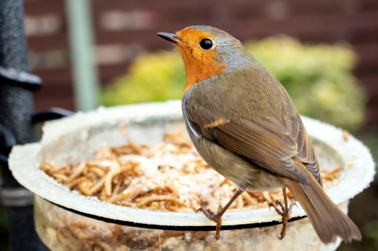 How to Attract More Robins to Your Garden: Tips and Tricks for Bird Lovers
